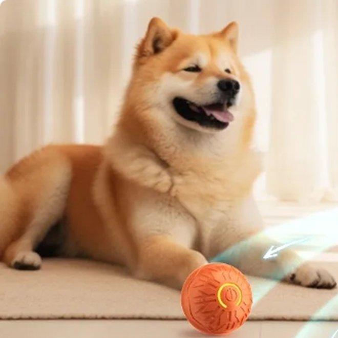 A Shiba Inu lying on a wooden floor beside an orange Pupwick Spark ball